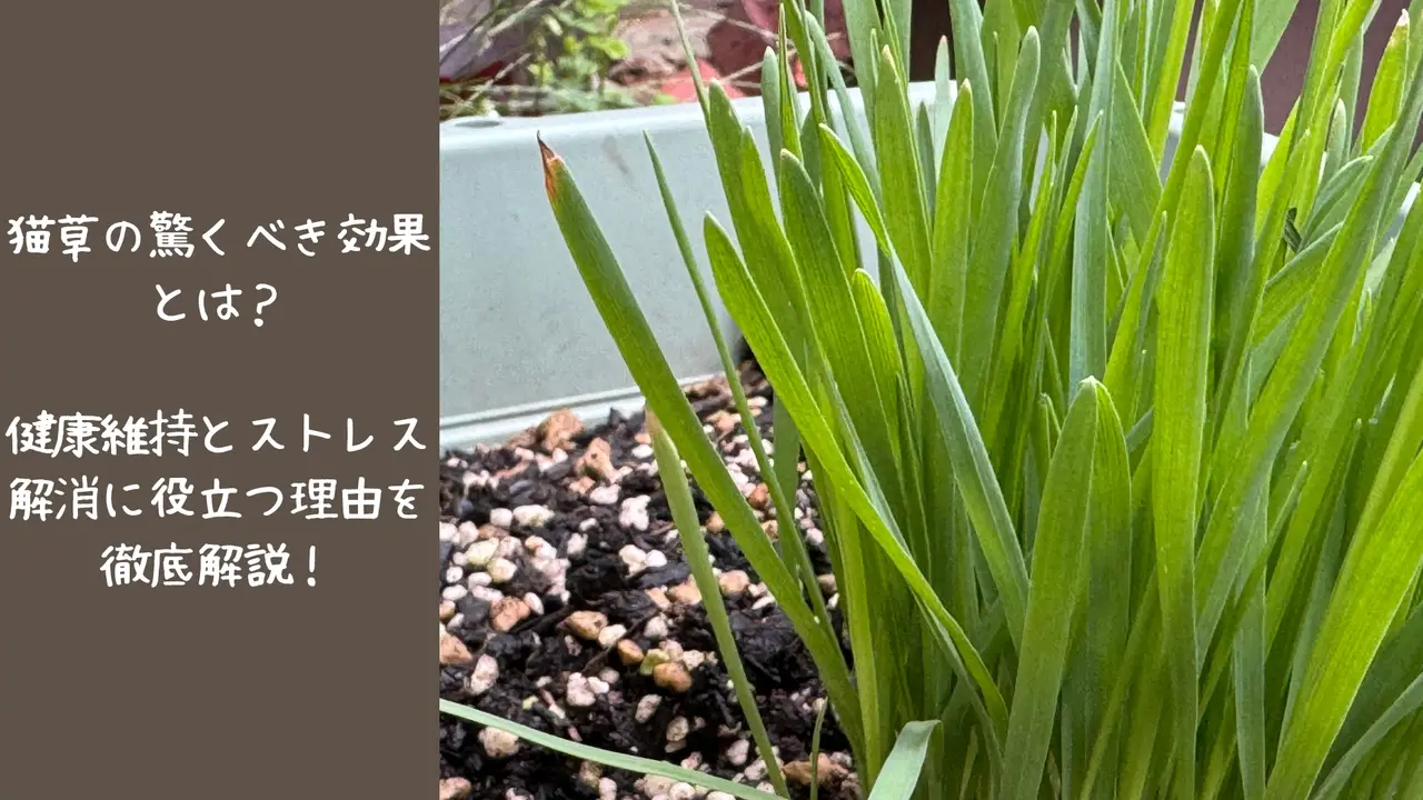 オーツ麦の草