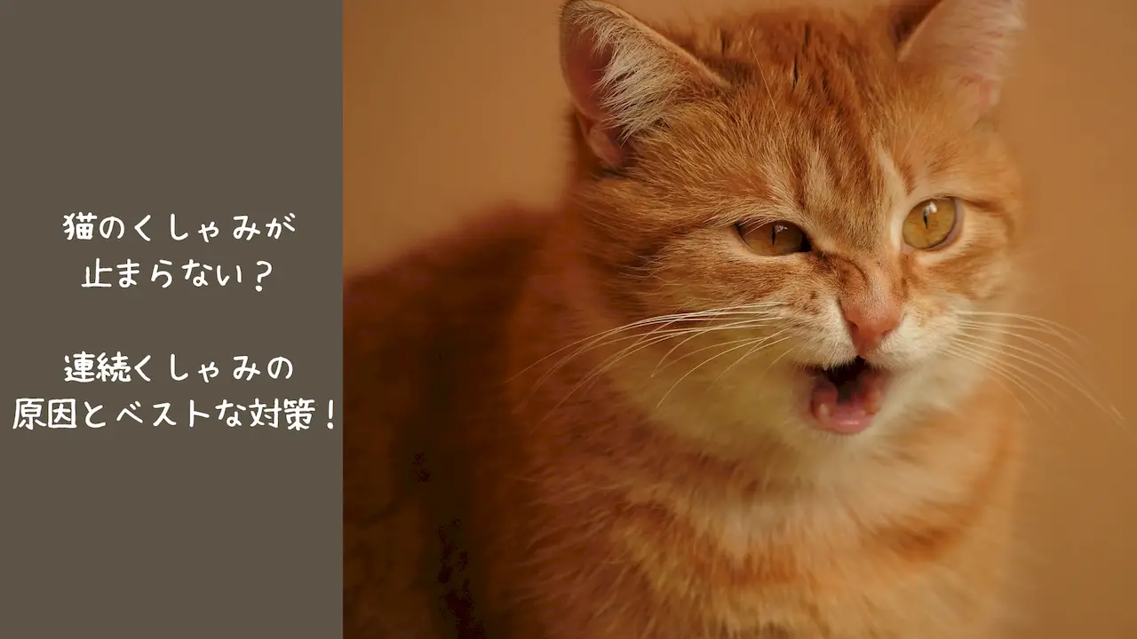 猫がくしゃみをしている