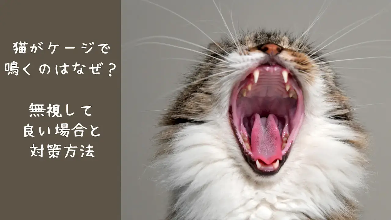 鳴いている猫